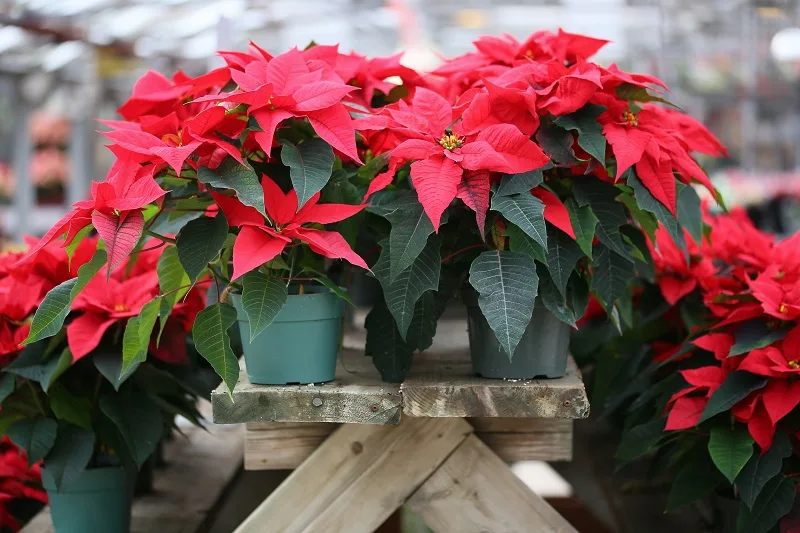 Plusieurs poinsettias en pot disposés sur une table et un banc en bois