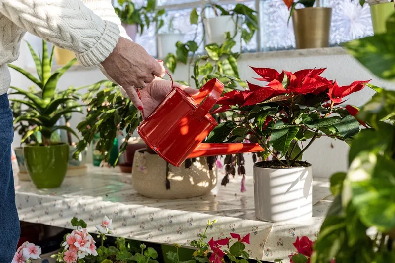 Une personne arrosant un poinsettia en pot