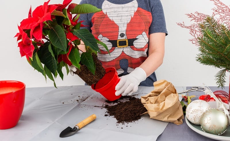 Une personne faisant un rempotage de poinsettia