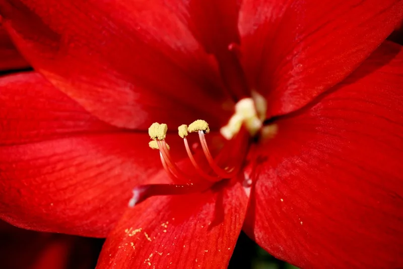 Fleur d'amaryllis rouge en gros plan