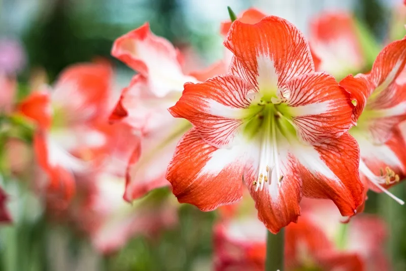 Amaryllis en fleurs