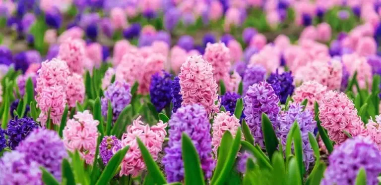 Etendue de jacinthes roses, mauves et violettes