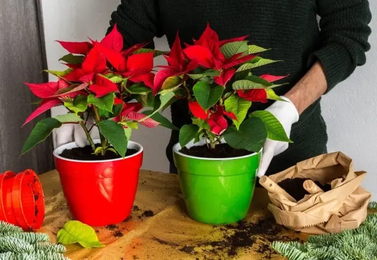 Une personne rempotant deux poinsettias dans des pots