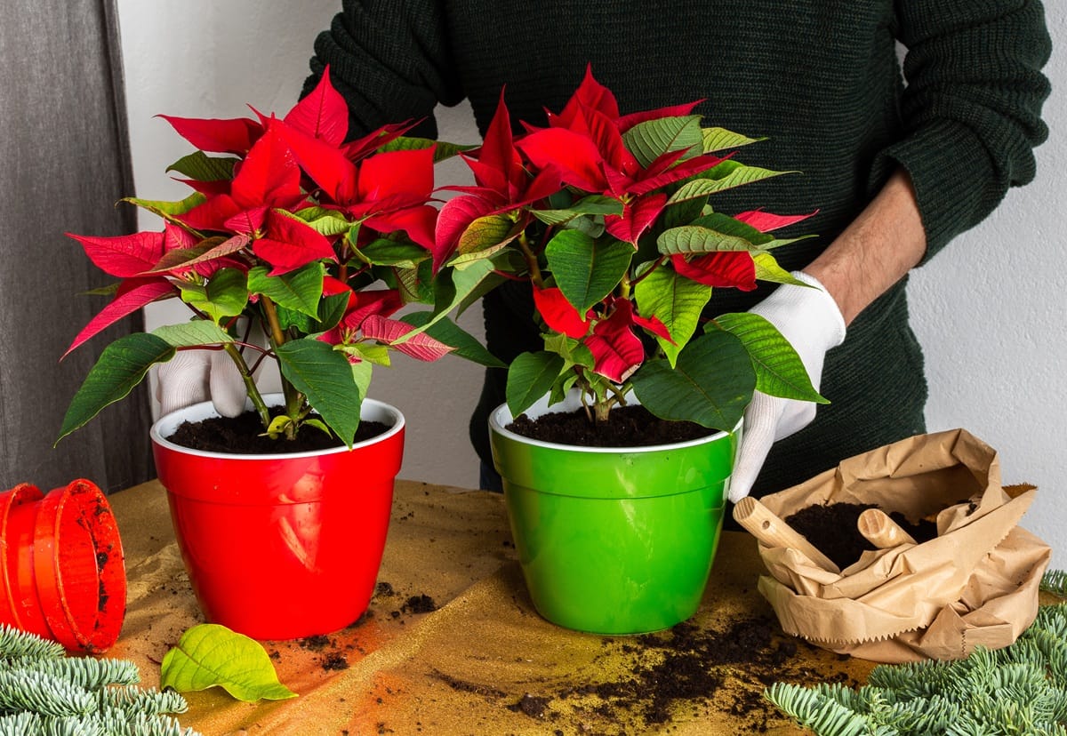 Prolonger la durée de vie du poinsettia : astuces pour garder l’étoile de Noël plusieurs mois