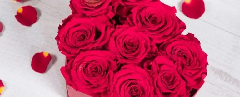 Roses rouges stabilisées