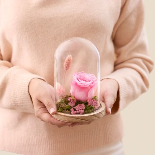 Rose rose éternelle