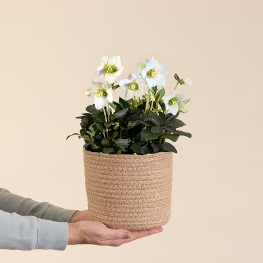 Hellebore