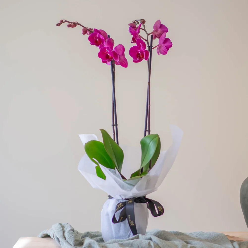 Orchidée violette dans un vase