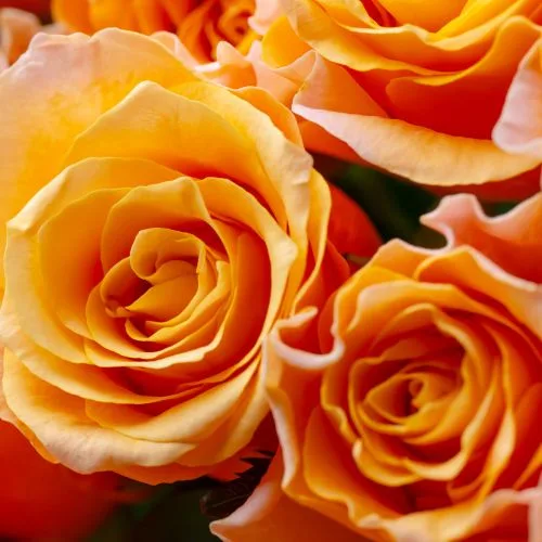 Roses oranges
