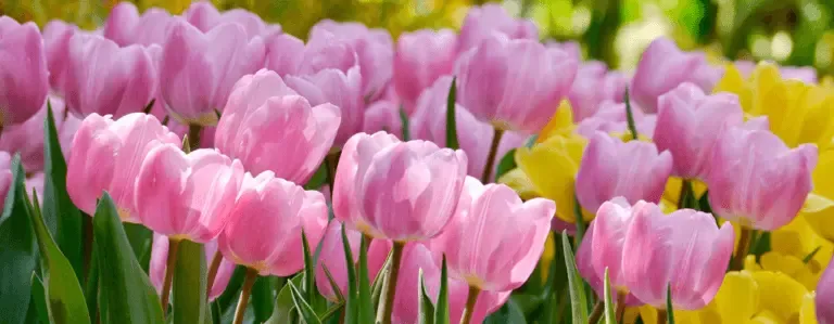 Champ de tulipes roses