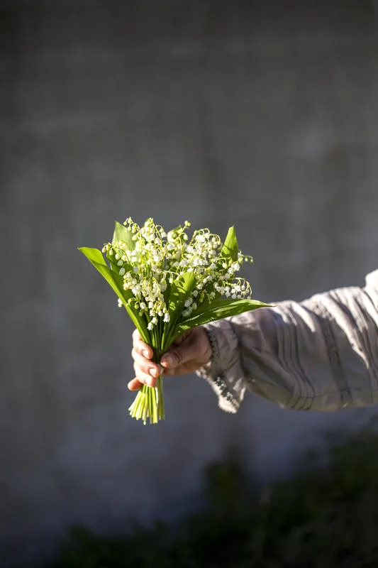 Le muguet, emblème du 1er Mai