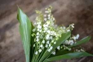 Muguet
