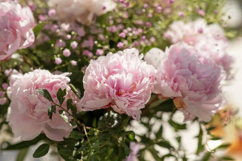 Nos belles pivoines de près