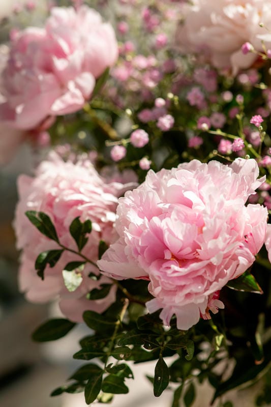 Nos belles pivoines de près