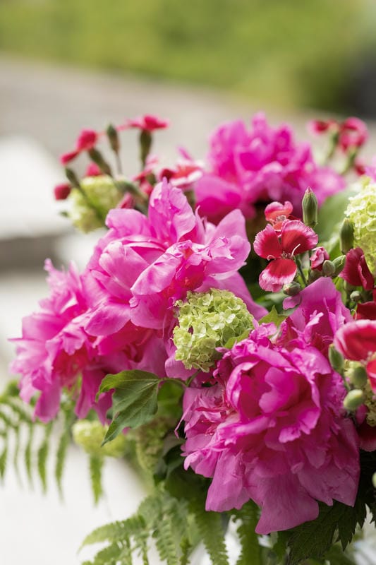 Belles pivoines rose fuchsia