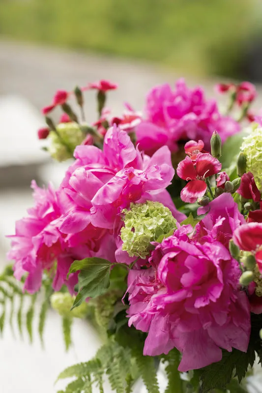 Belles pivoines rose fuchsia