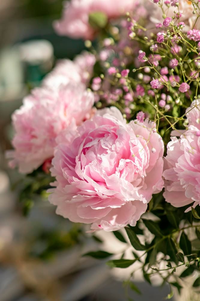 Magnifiques pivoines roses