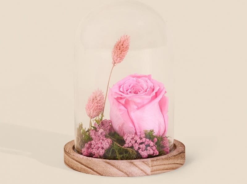 Rose éternelle rose sous cloche