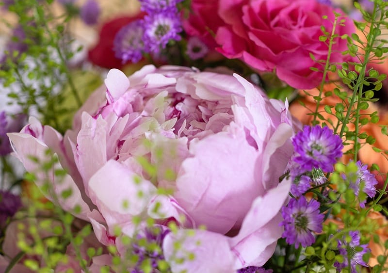 Pivoine mauve en gros plan