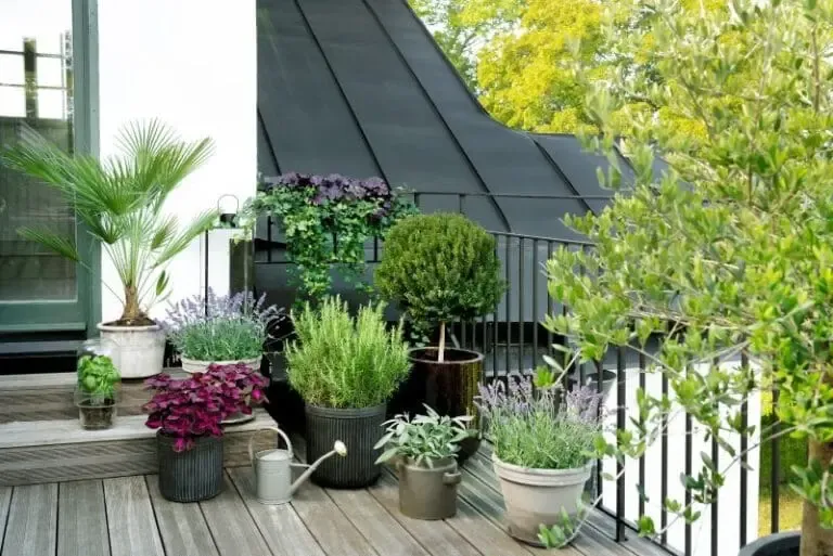 Plantes terrasse