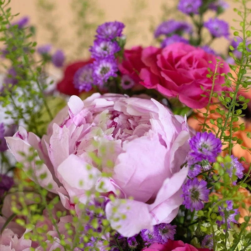 Pivoine mauve en gros plan