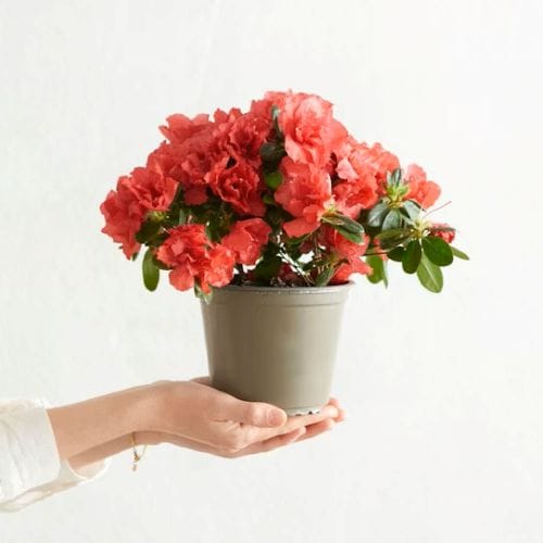 Azalée en pot