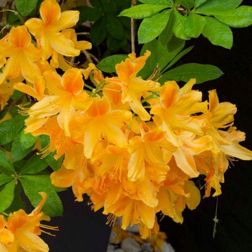 Azalée orange