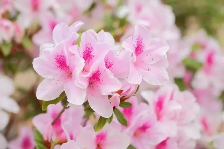 Azalées rose pâle