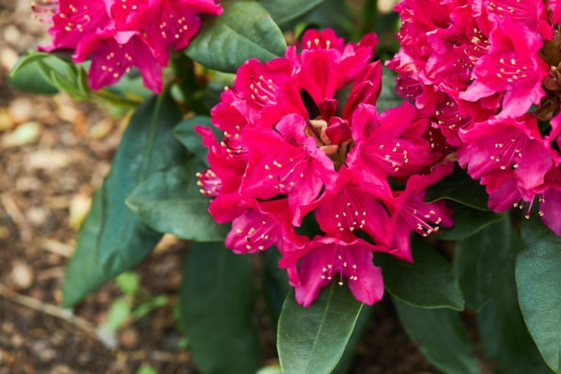 Azalées roses