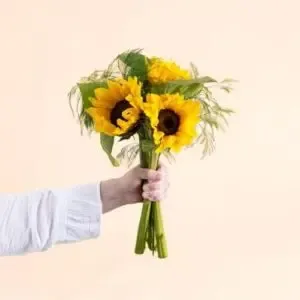 Tournesols