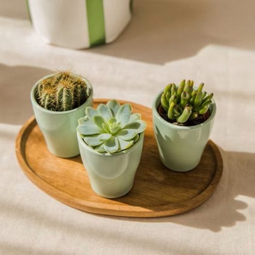 Cactus et succulentes