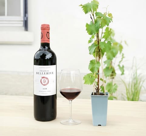 Une bouteille de vin, un verre de vin et une plante
