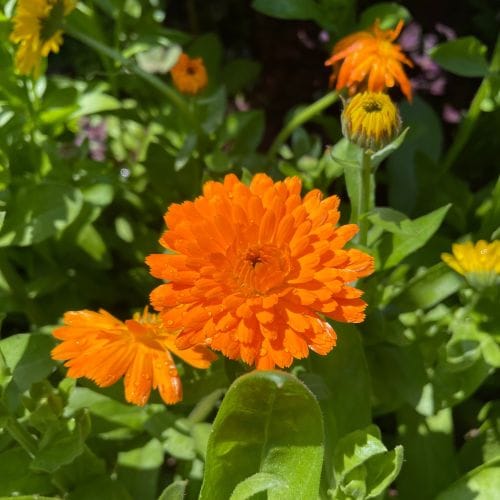 Calendulas
