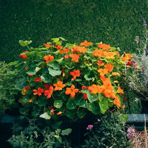 Capucines en pot
