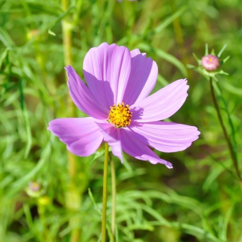 Cosmos