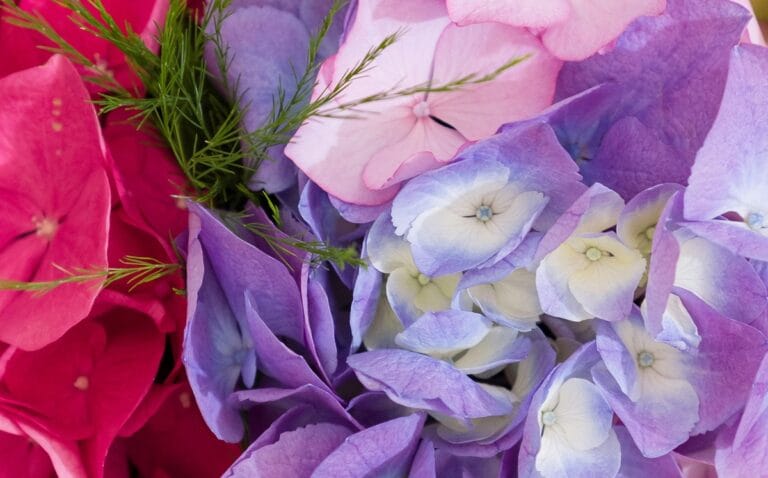 Fleurs d'hortensias en gros plan