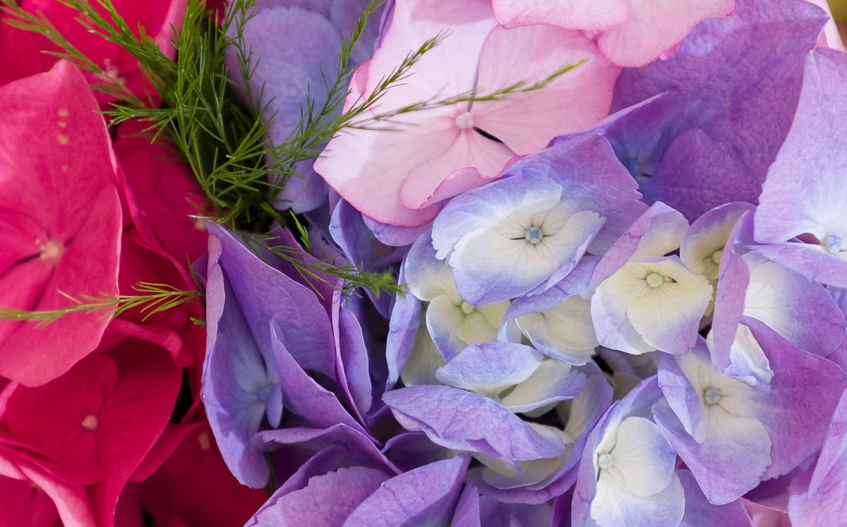 Fleurs d'hortensias en gros plan