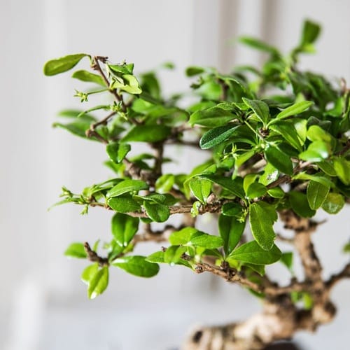 Plante verte style bonsaï