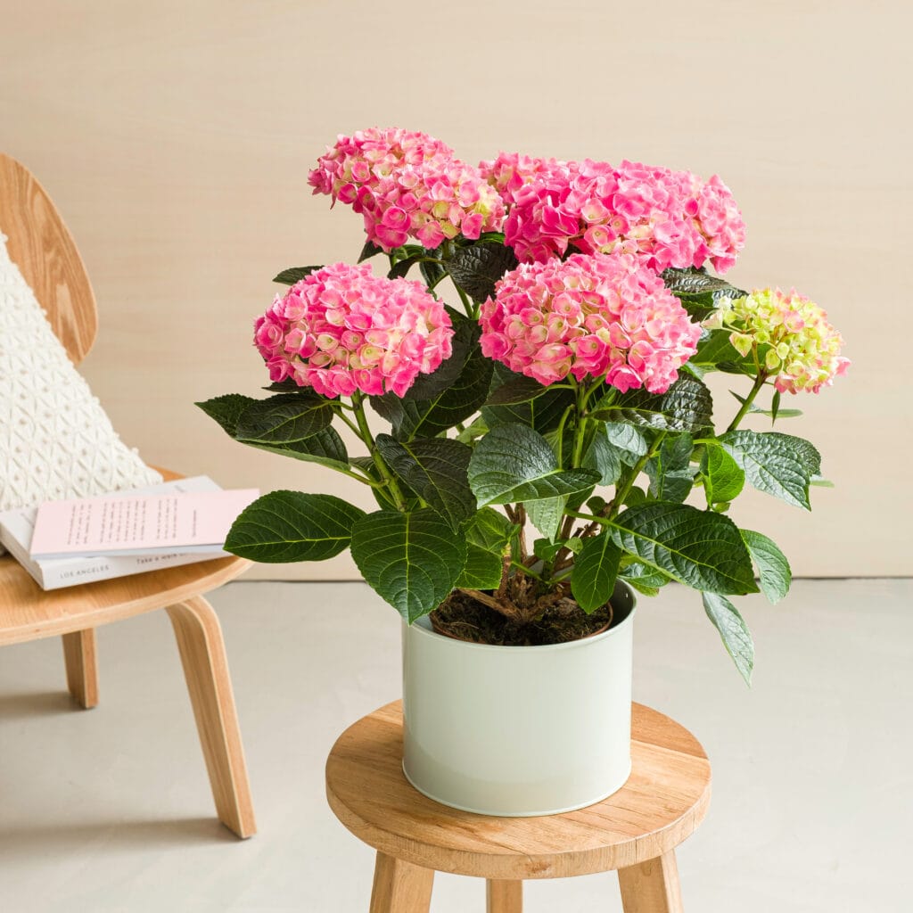 Hortensias en pot