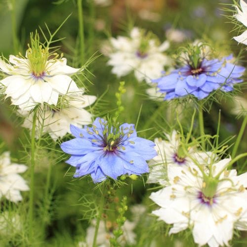 nigelles de Damas
