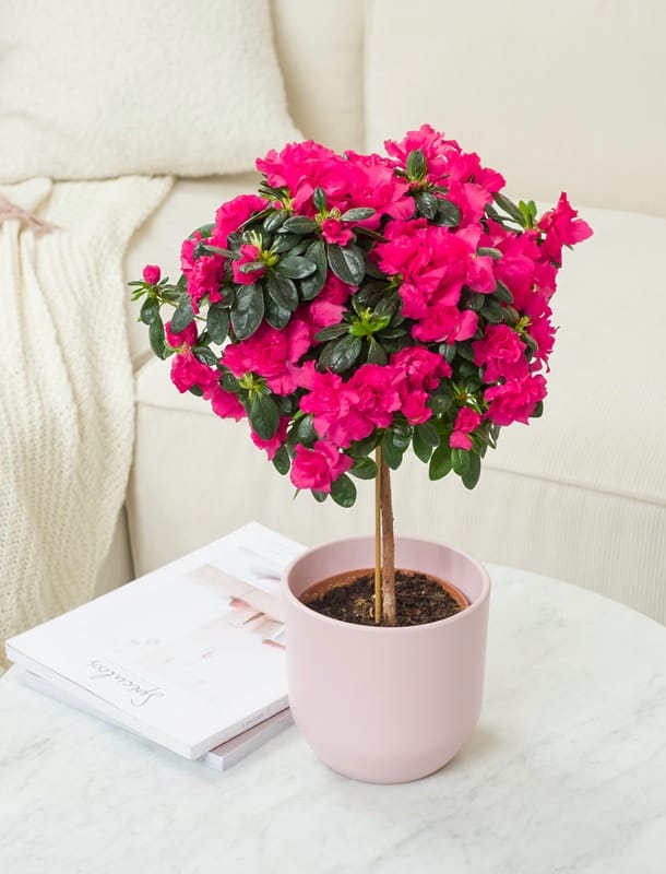 Pot d'azalées roses posé sur une table