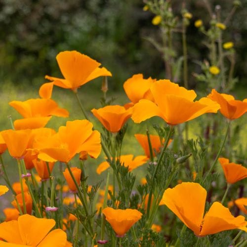 Pavots de Californie