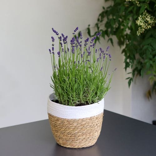 Lavande en pot