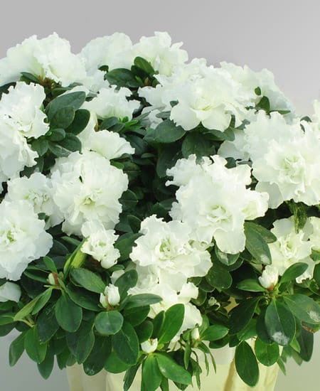 Fleurs d'azalées blanches