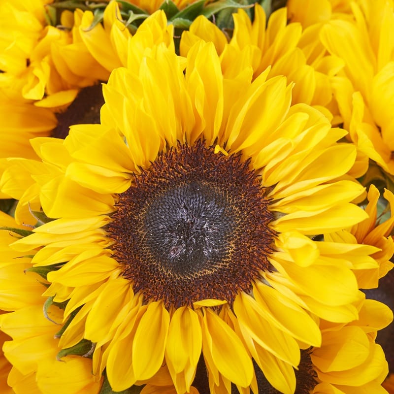 Fleur de tournesol en gros plan