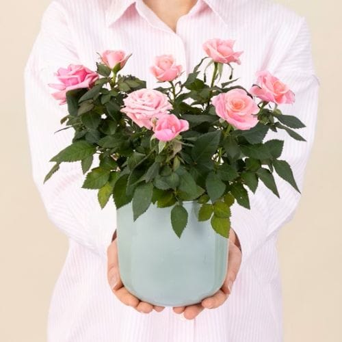 Rosier rose