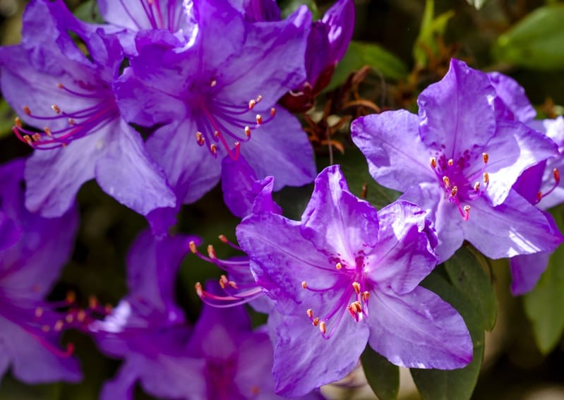 Azalées de couleur violette