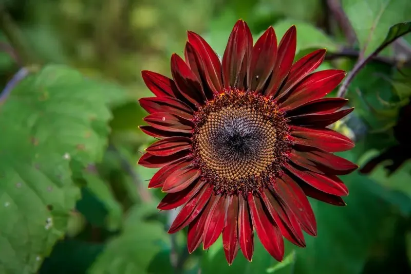 Tournesol rouge