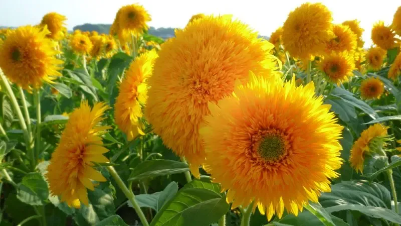 Tournesol teddy bear