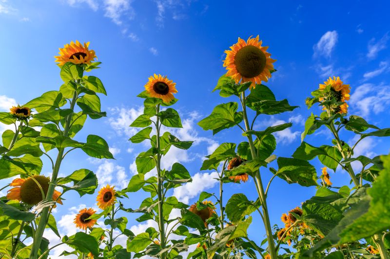 Tournesols geants